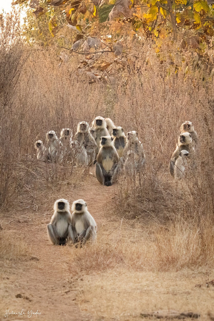 Nauradehi Wildlife Sanctuary Gallery